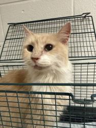 Shelter Stray Female Cat last seen Near block of Wooded Acres Dr, Knox County GP, TN, 3201 Division St, Knoxville, TN 37919, USA