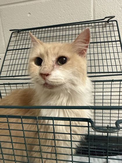 Shelter Stray Female Cat last seen Near block of Wooded Acres Dr, Knox County GP, TN, 3201 Division St, Knoxville, TN 37919, USA