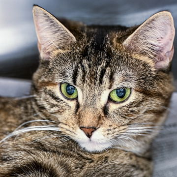 Shelter Stray Female Cat last seen Whitney Way, Madison 1, City of, WI, 5132 Voges Rd, Madison, WI 53718, USA