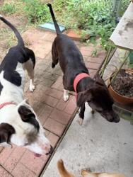 Found/Stray Male Dog last seen Runaway point rd and backshell Savannah ga, Savannah, GA 31404