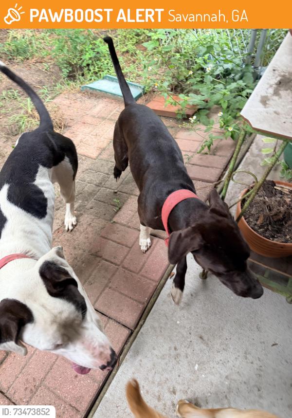 Found/Stray Male Dog last seen Runaway point rd and backshell Savannah ga, Savannah, GA 31404