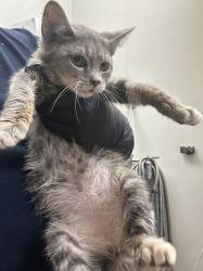 Shelter Stray Female Cat last seen Near Parkview Trail 423 Lithonia, 30058, 30058, GA, 3280 Chamblee Dunwoody Rd, Chamblee, GA 30341, USA