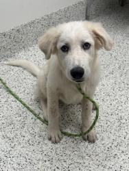Shelter Stray Male Dog last seen Near Herndon rd, South Fulton, GA, 1251 Fulton Industrial Blvd NW, Atlanta, GA 30336, USA
