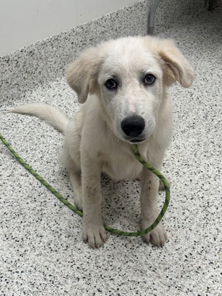 Shelter Stray Male Dog last seen Near Herndon rd, South Fulton, GA, 1251 Fulton Industrial Blvd NW, Atlanta, GA 30336, USA