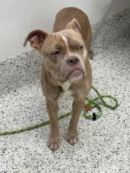 Shelter Stray Female Dog last seen Near sturbridge way, South Fulton, GA, 1251 Fulton Industrial Blvd NW, Atlanta, GA 30336, USA