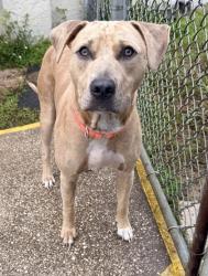 Shelter Stray Male Dog last seen S Stoneridege Dr, Homosassa, FL, 4030 S Airport Rd, Inverness, FL 34450, USA
