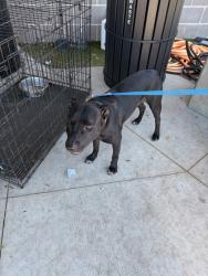 Shelter Stray Male Dog last seen Near Barone Place, Fulton County, GA, 1251 Fulton Industrial Blvd NW, Atlanta, GA 30336, USA