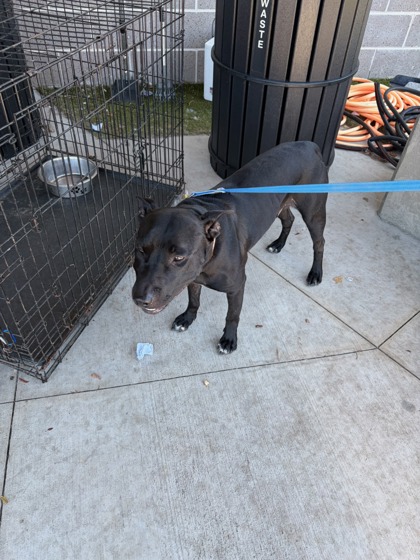 Shelter Stray Male Dog last seen Near Barone Place, Fulton County, GA, 1251 Fulton Industrial Blvd NW, Atlanta, GA 30336, USA