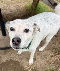 Shelter Stray Female Dog last seen E Deer Ln, Inverness, FL, 4030 S Airport Rd, Inverness, FL 34450, USA