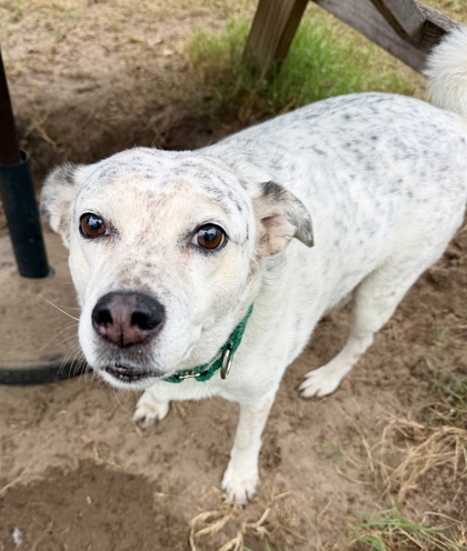 Shelter Stray Female Dog last seen E Deer Ln, Inverness, FL, 4030 S Airport Rd, Inverness, FL 34450, USA