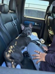 Shelter Stray Female Dog last seen Near Peachtree St. NE, Atlanta, GA, 1251 Fulton Industrial Blvd NW, Atlanta, GA 30336, USA