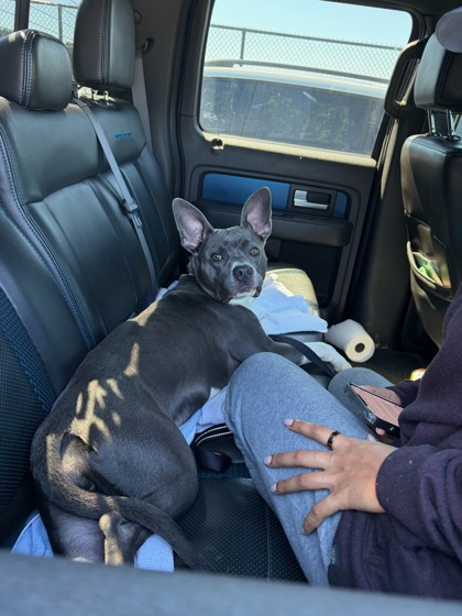 Shelter Stray Female Dog last seen Near Peachtree St. NE, Atlanta, GA, 1251 Fulton Industrial Blvd NW, Atlanta, GA 30336, USA