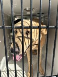 Shelter Stray Male Dog last seen Near Rosewood Pl., Fairburn, GA, 1251 Fulton Industrial Blvd NW, Atlanta, GA 30336, USA