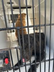 Shelter Stray Male Dog last seen Near Rosewood Pl., Fairburn, GA, 1251 Fulton Industrial Blvd NW, Atlanta, GA 30336, USA
