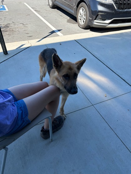 Shelter Stray Male Dog last seen Near Donald Lee Howell, Atlanta, GA, 1251 Fulton Industrial Blvd NW, Atlanta, GA 30336, USA