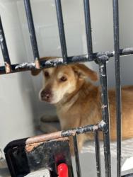 Shelter Stray Female Dog last seen Near Macedonia Rd., Atlanta, GA, 1251 Fulton Industrial Blvd NW, Atlanta, GA 30336, USA