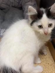 Shelter Stray Female Cat last seen Novel Bookstore, Memphis, TN, 935 Farm Rd, Memphis, TN 38134, USA