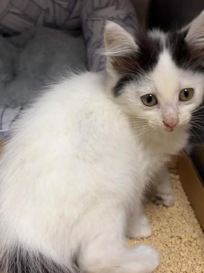 Shelter Stray Female Cat last seen Novel Bookstore, Memphis, TN, 935 Farm Rd, Memphis, TN 38134, USA