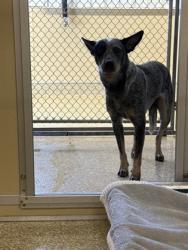Shelter Stray Female Dog last seen Near Marcia Dr, Oxford, OH, 1820 Princeton Rd, Hamilton, OH 45011, USA