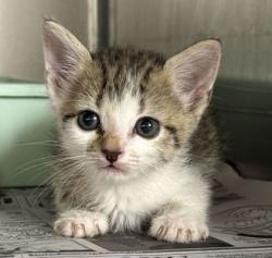 Shelter Stray Female Cat last seen Cedar Ridge / N Dowling, Brazos County, TX, 5359 Leonard Rd, Bryan, TX 77807, USA