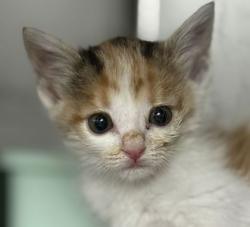 Shelter Stray Female Cat last seen Cedar Ridge / N Dowling, Brazos County, TX, 5359 Leonard Rd, Bryan, TX 77807, USA