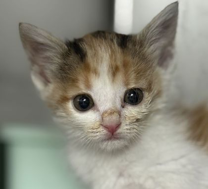 Shelter Stray Female Cat last seen Cedar Ridge / N Dowling, Brazos County, TX, 5359 Leonard Rd, Bryan, TX 77807, USA