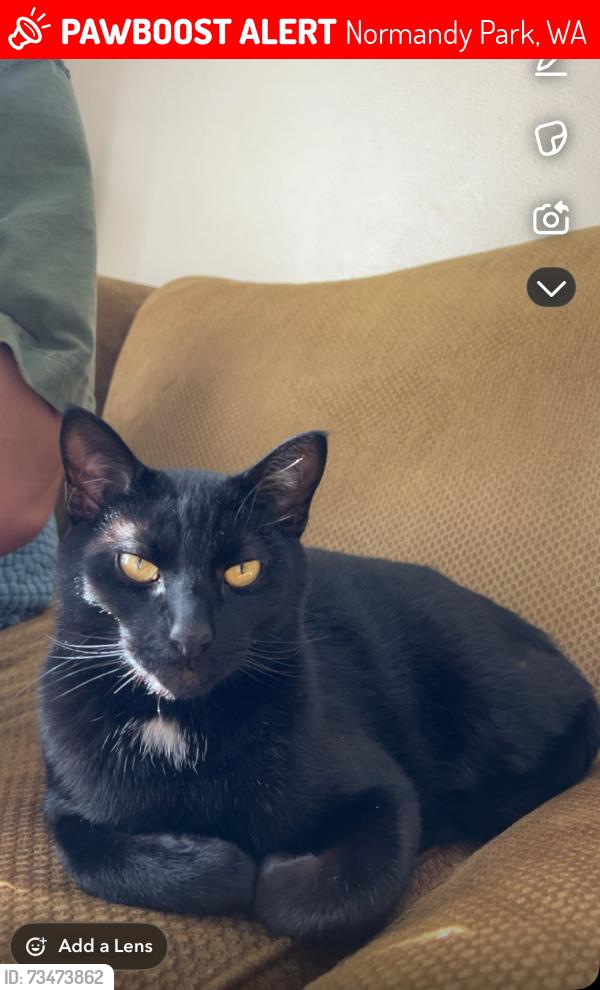 Lost Male Cat last seen Normandy park, Normandy Park, WA 98148