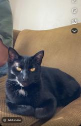Lost Male Cat last seen Normandy park, Normandy Park, WA 98148