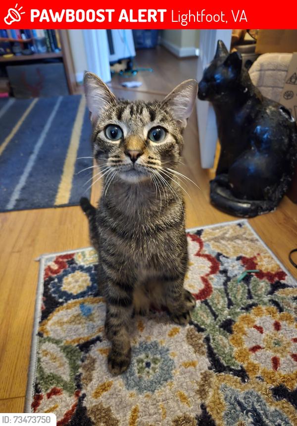Lost Male Cat last seen Pinebrook Rd, Lightfoot, VA 23188