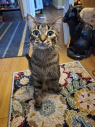 Lost Male Cat last seen Pinebrook Rd, Lightfoot, VA 23188