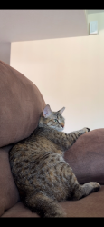 Lost Female Cat last seen N 87th st and E oak st, Scottsdale, AZ 85257