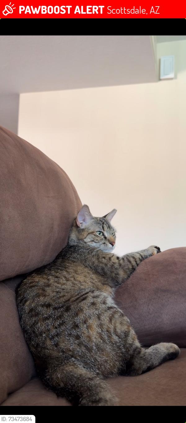 Lost Female Cat last seen N 87th st and E oak st, Scottsdale, AZ 85257