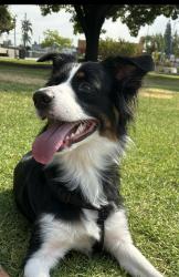 Reunited Female Dog last seen Cloverly, Temple City, CA 91780