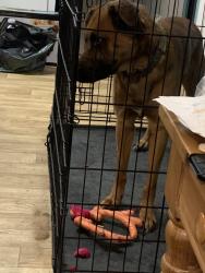 Lost Male Dog last seen Near the old school, Bethune, SC 29009