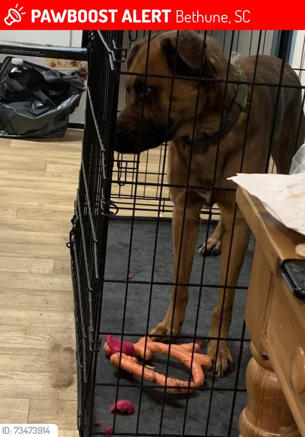 Lost Male Dog last seen Near the old school, Bethune, SC 29009