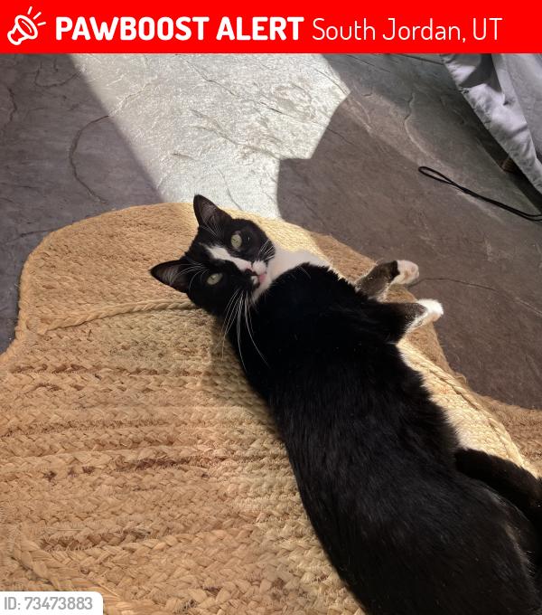 Lost Male Cat last seen Lake ave, South Jordan, UT 84009
