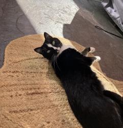 Lost Male Cat last seen Lake ave, South Jordan, UT 84009