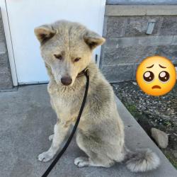 Found/Stray Male Dog last seen Near W 7th St, Long Beach, CA 90813, Long Beach, CA 90813