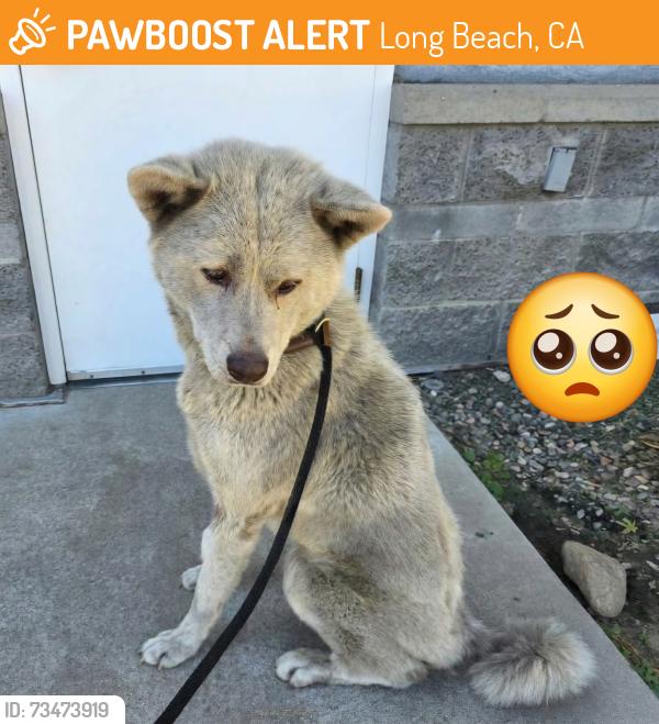 Found/Stray Male Dog last seen Near W 7th St, Long Beach, CA 90813, Long Beach, CA 90813