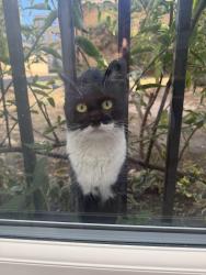 Found/Stray Female Cat last seen SW2 5TD, Greater London, England 