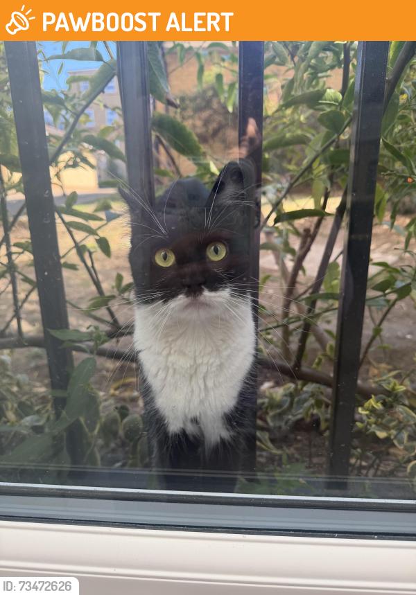 Found/Stray Female Cat last seen SW2 5TD, Greater London, England 
