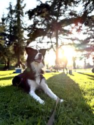 Reunited Female Dog last seen Las Tunas dr, Temple City, CA 91780