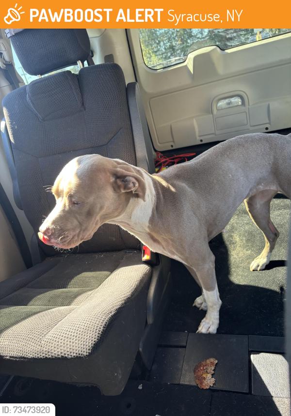 Found/Stray Female Dog last seen Butternut street, Syracuse, NY 13208