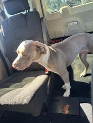 Found/Stray Female Dog last seen Butternut street, Syracuse, NY 13208