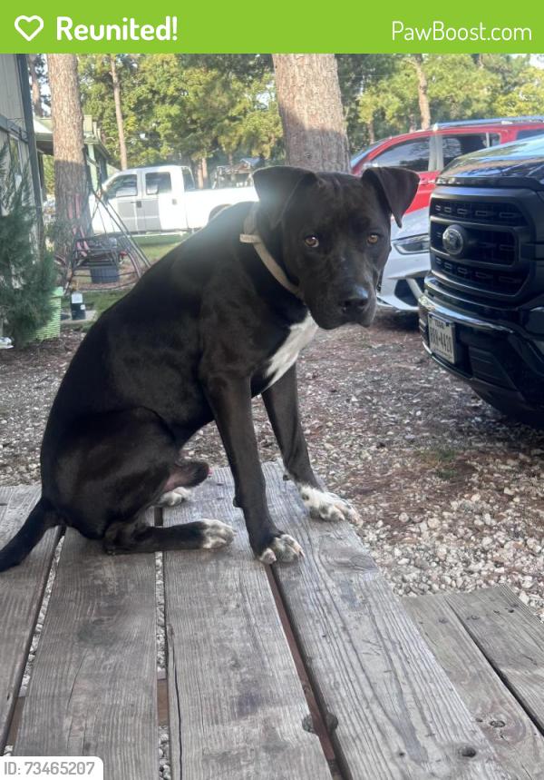 Reunited Male Dog last seen Park rd on our dirt rd, Tomball, TX 77377