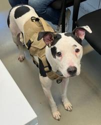 Shelter Stray Female Dog last seen Near Richmond Terrace, STATEN ISLAND, NY, 10301, 3139 Veterans Rd W, Staten Island, NY 10309, USA