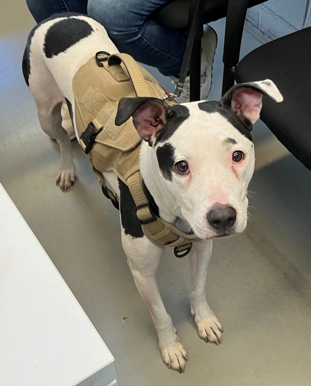 Shelter Stray Female Dog last seen Near Richmond Terrace, STATEN ISLAND, NY, 10301, 3139 Veterans Rd W, Staten Island, NY 10309, USA