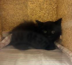 Shelter Stray Male Cat last seen SE 82nd and Rhone, PORTLAND, OR, 97266, 1700 W Historic Columbia River Hwy, Troutdale, OR 97060, USA