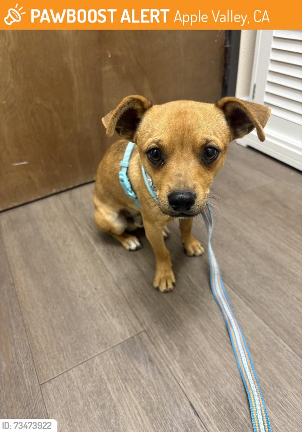 Found/Stray Male Dog last seen Bowen Ranch rd. & Mustang rd, Apple Valley, CA 92308