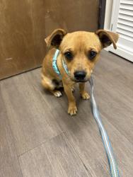 Found/Stray Male Dog last seen Bowen Ranch rd. & Mustang rd, Apple Valley, CA 92308